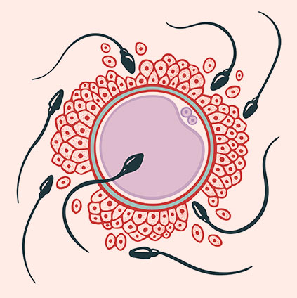 Illustration showing sperm cells surrounding a donor egg representing donor gamete fertilisation for assisted reproduction