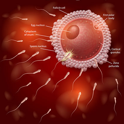 Microscopic illustration showing multiple sperm cells surrounding and penetrating a human egg cell during the process of fertilization